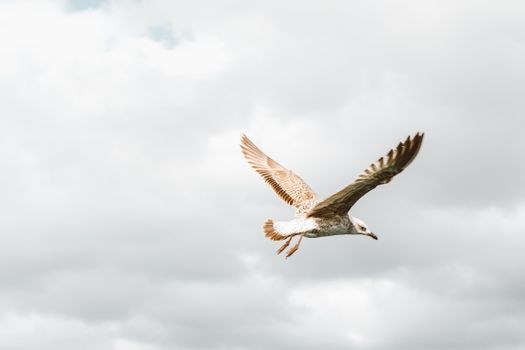 Seagull Soaring Across Cloudy Sky