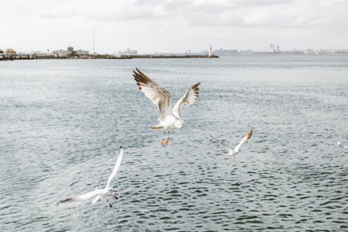 Seagulls Flying Over a Seashore 
