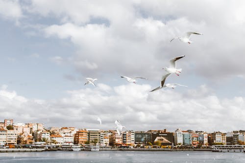 Seagulls Flying over Sea Surrounding a City