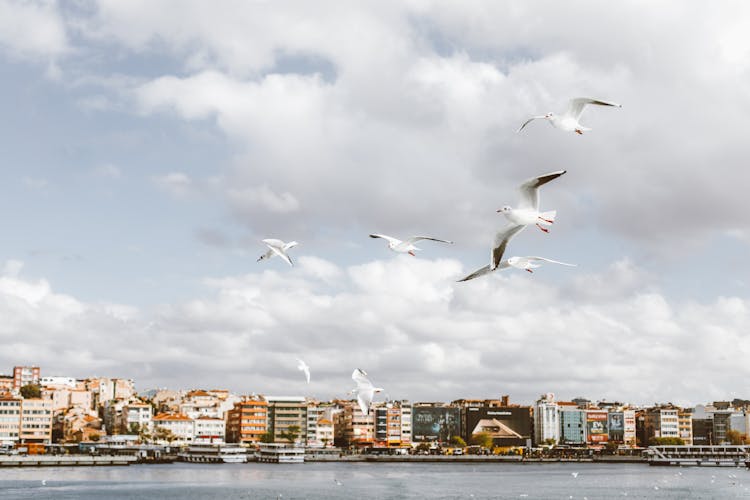 Seagulls Flying Over Sea Surrounding A City