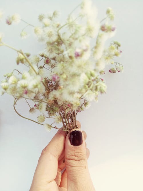 Hand of unrecognizable female with bunch of twigs with small white flowers on white background in light room of studio