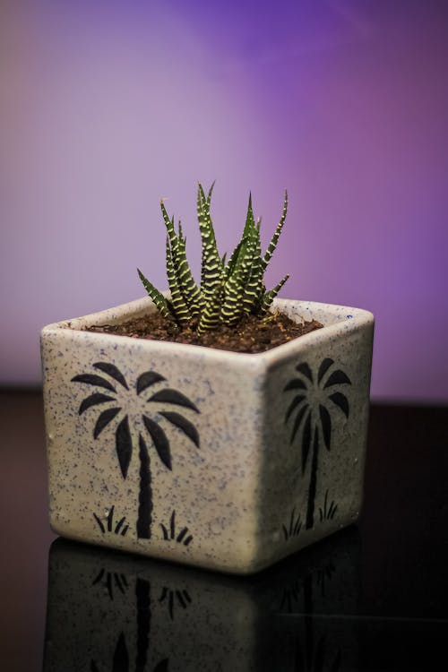 Succulent in a Square Pot 