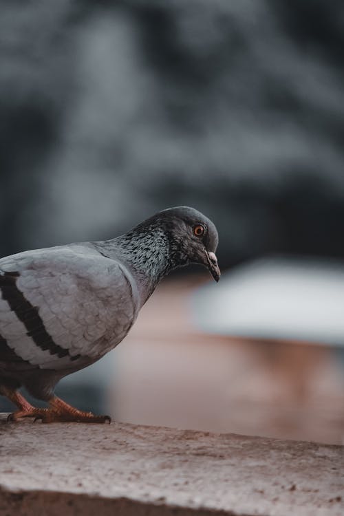 Close-up Portrait of a Pigeon 