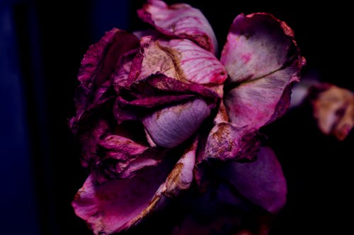 Close-Up of a Pink Rose 