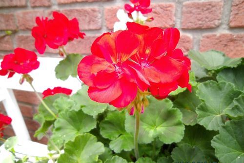Free stock photo of nature Stock Photo