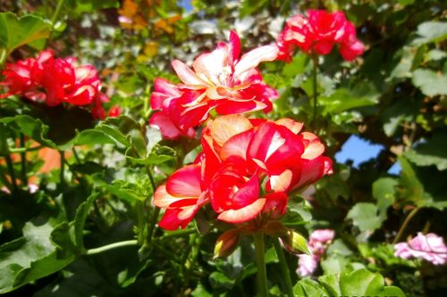 Free stock photo of nature Stock Photo