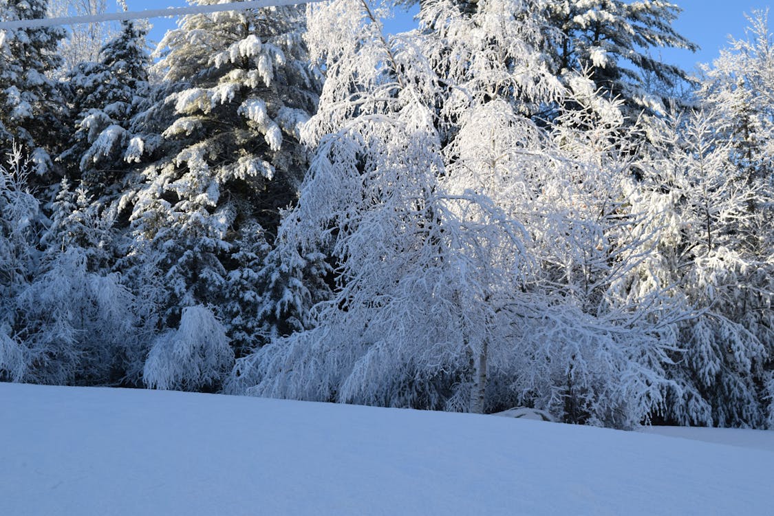 Free stock photo of New Hampshire Winter