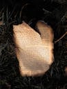 A Burnt Paper on the Grass