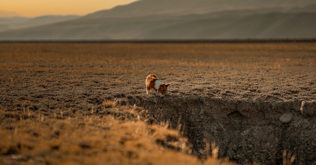 Curious dog looking at pit in savanna