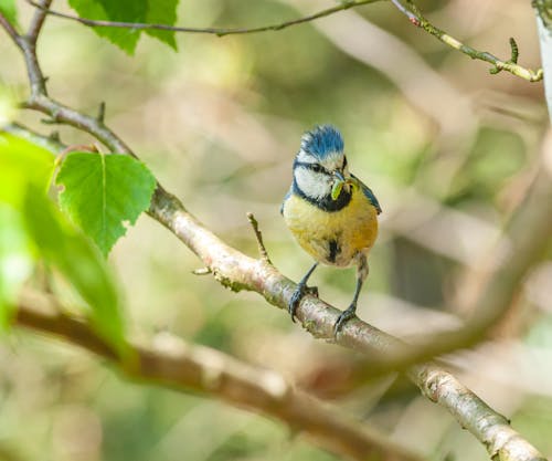 Yellow and Blue Bird with a Green Worm in Beak Perching on Green Tree