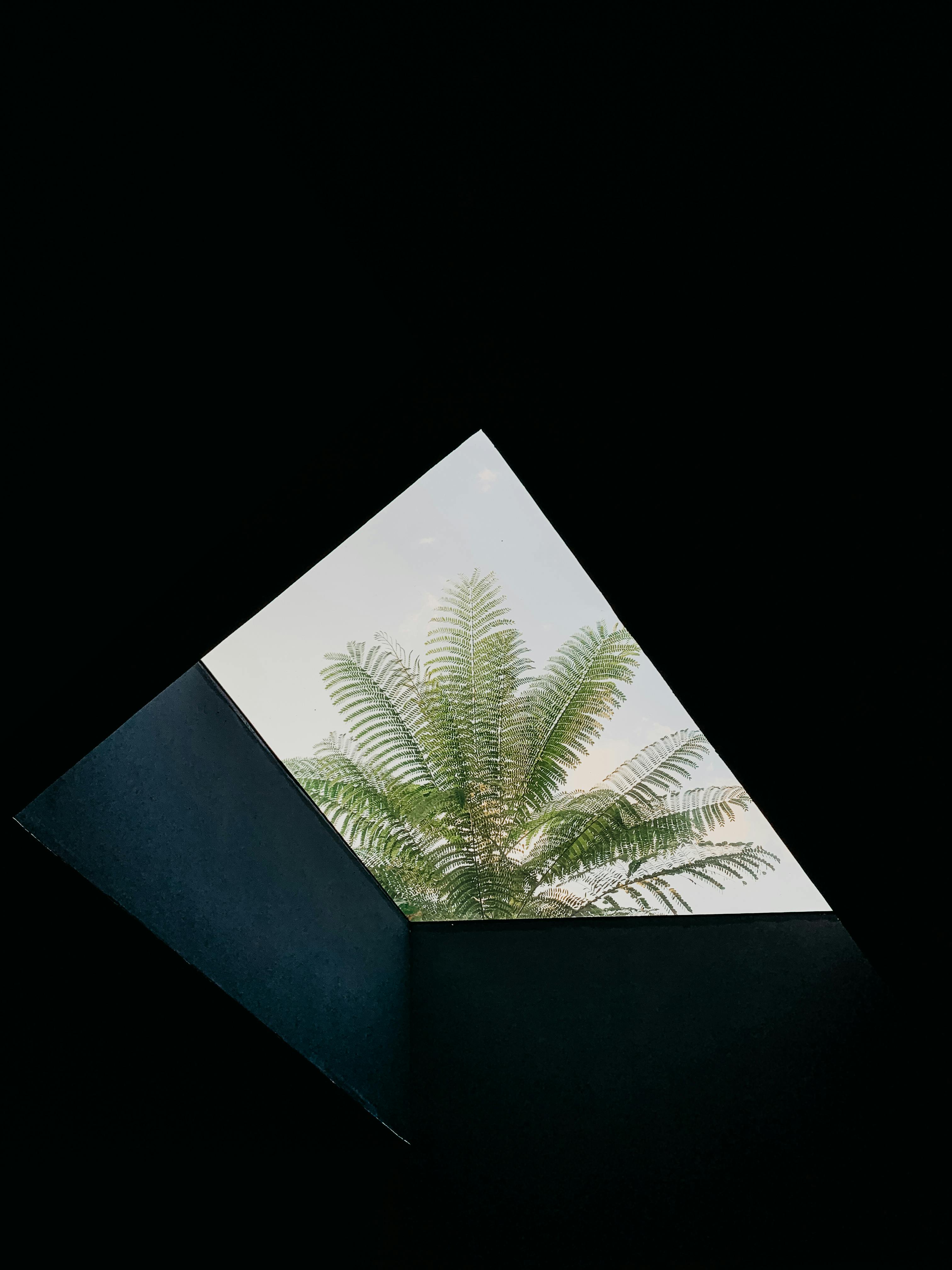 Capture of a palm tree through a skylight, showcasing nature and architectural contrast.