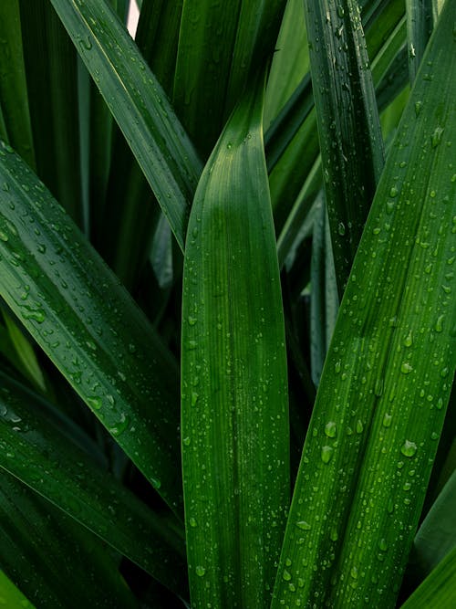 Close-Up Photo of Wet Pandan Leaves