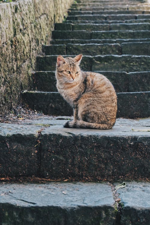 Kostnadsfri bild av byggnadsexteriör, djur, katt