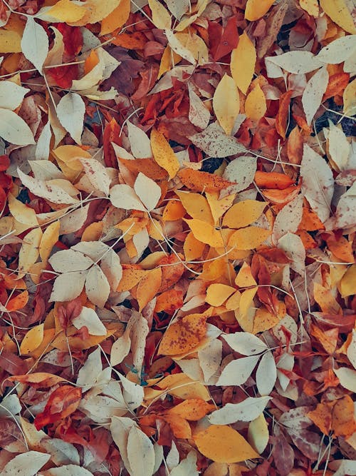 Fallen Leaves on Ground