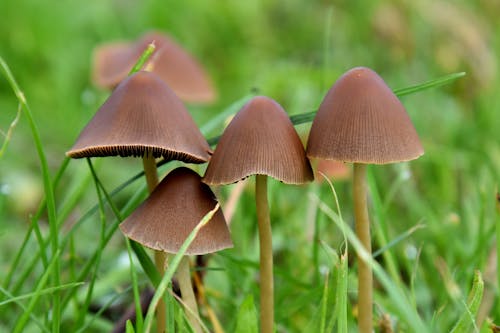Wild Mushrooms in Grass