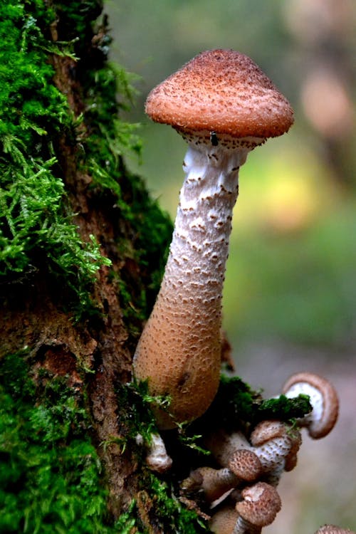 Free Brown Mushroom on Green Moss Stock Photo