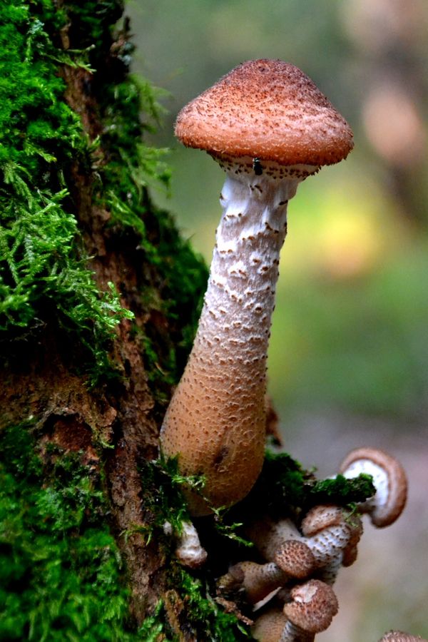Vista detalhada de um cogumelo em uma árvore coberta de musgo. Perfeito para projetos com tema natureza.