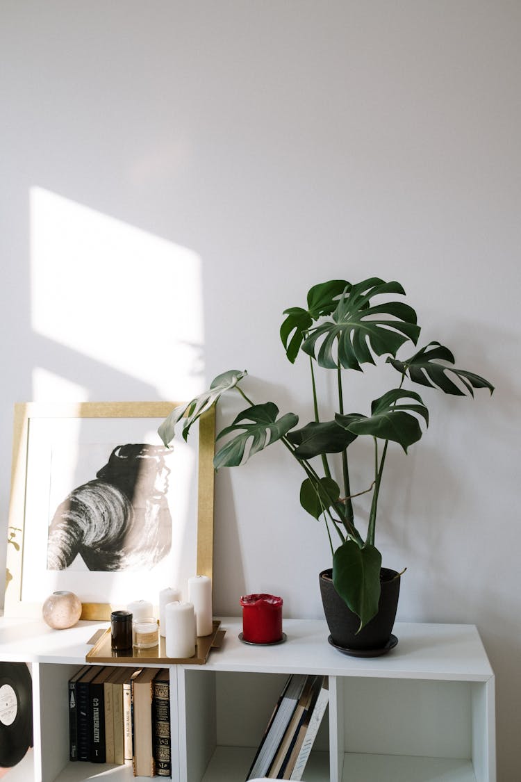 Green Plant In A Pot