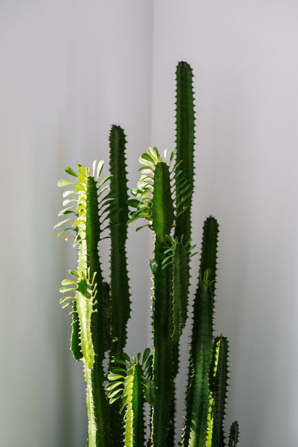 A vibrant minimalist cactus displaying bold textures against a neutral indoor background.