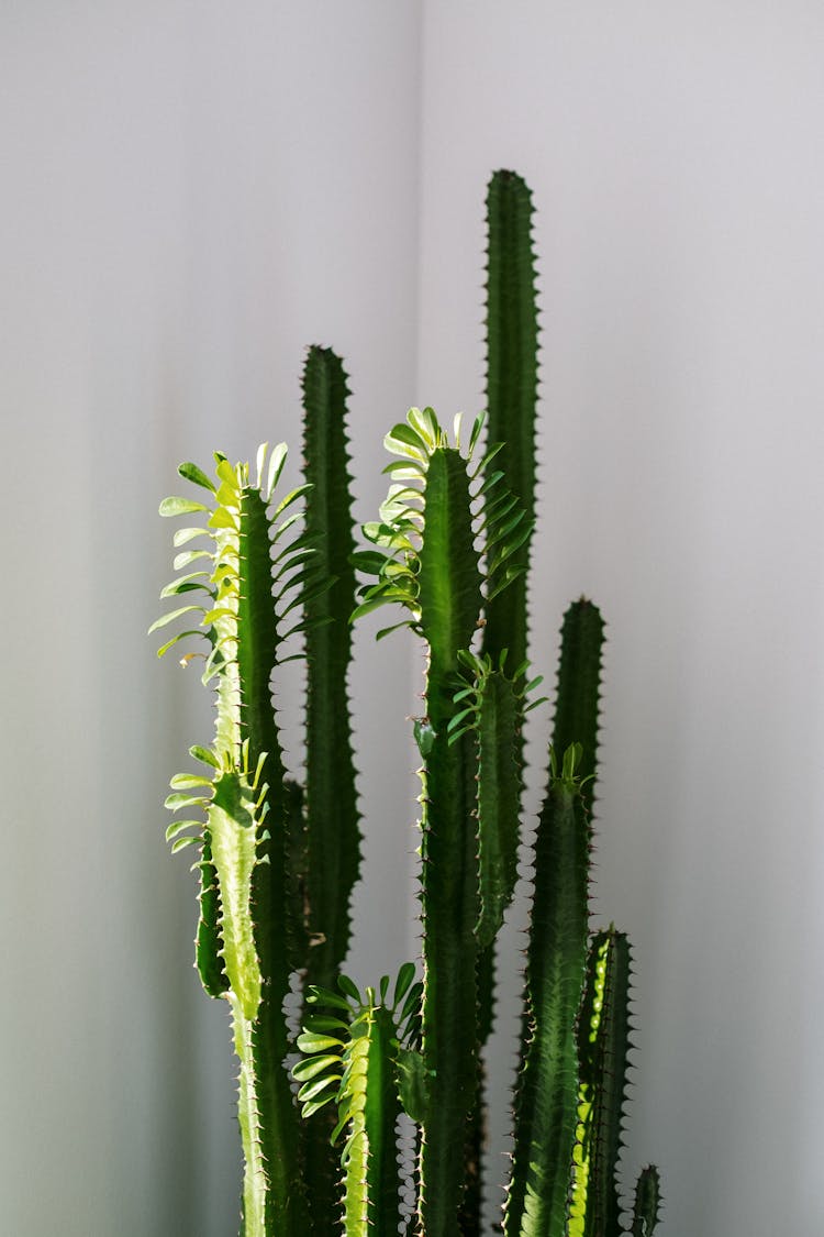 Green Cactus Plant Near White Wall