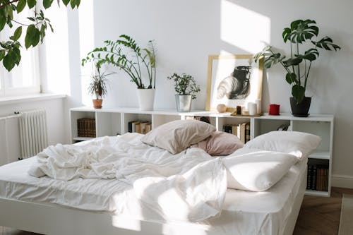Безкоштовне стокове фото на тему «кімнатні рослини, ліжко, меблі» стокове фото