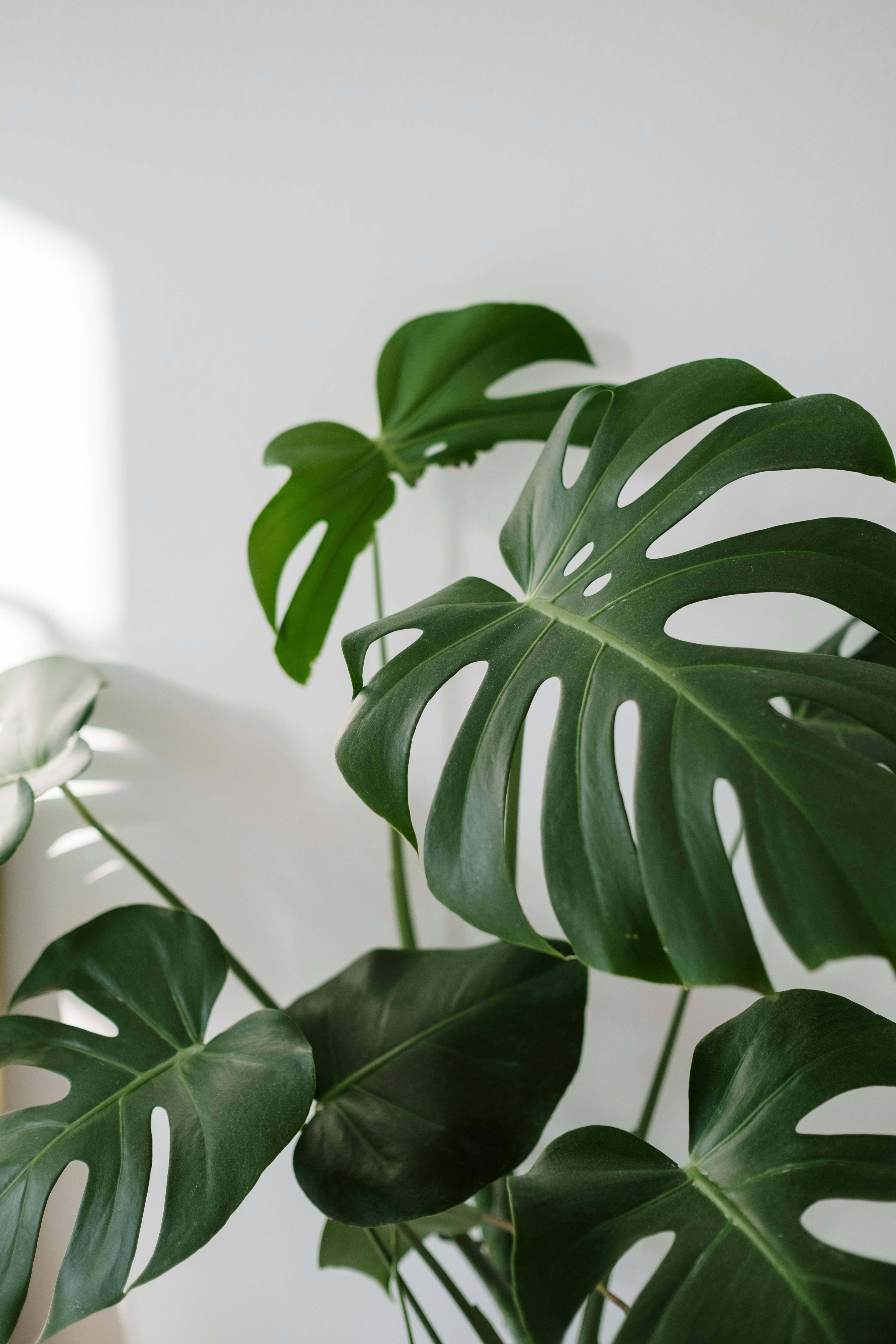 free houseplant wallpaper by Ashleigh Green on Dribbble
