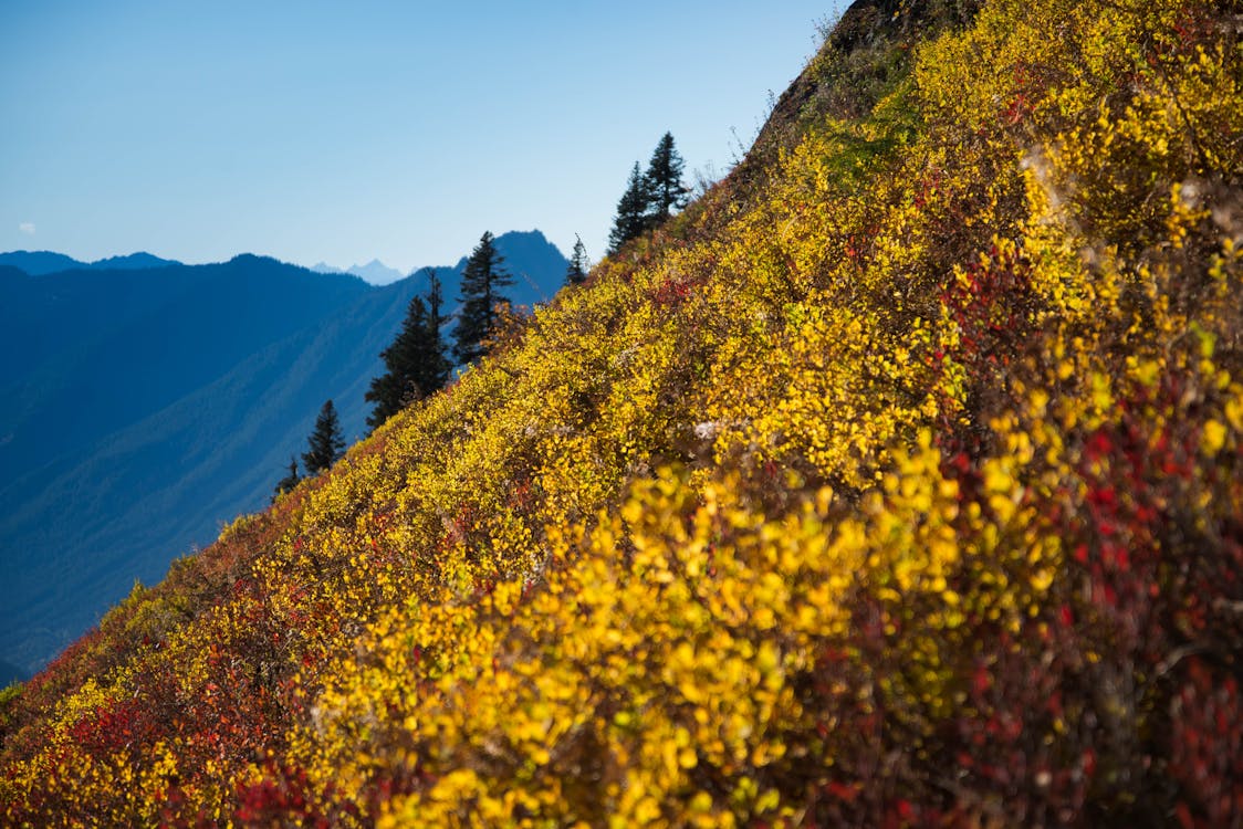 Free stock photo of fall colors, mountains
