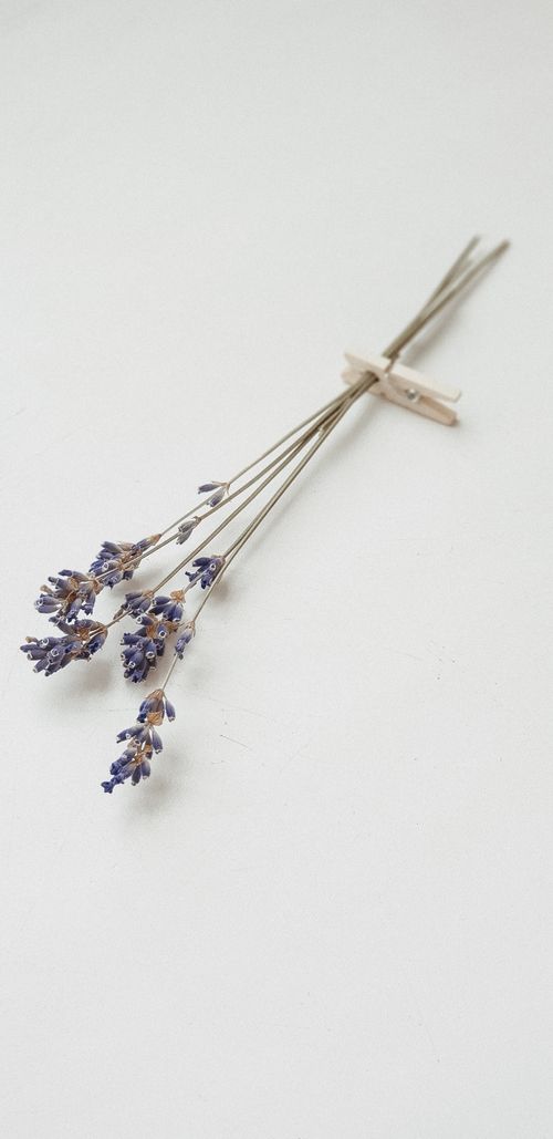 Free Elegant dried lavender stems laid on a white background for a minimalist look. Stock Photo