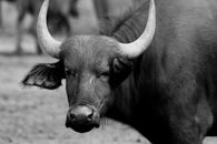 Water Buffalo in Grayscale Photography