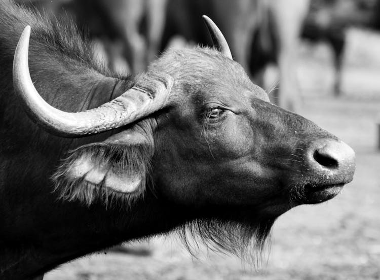 Side View Of A Carabao