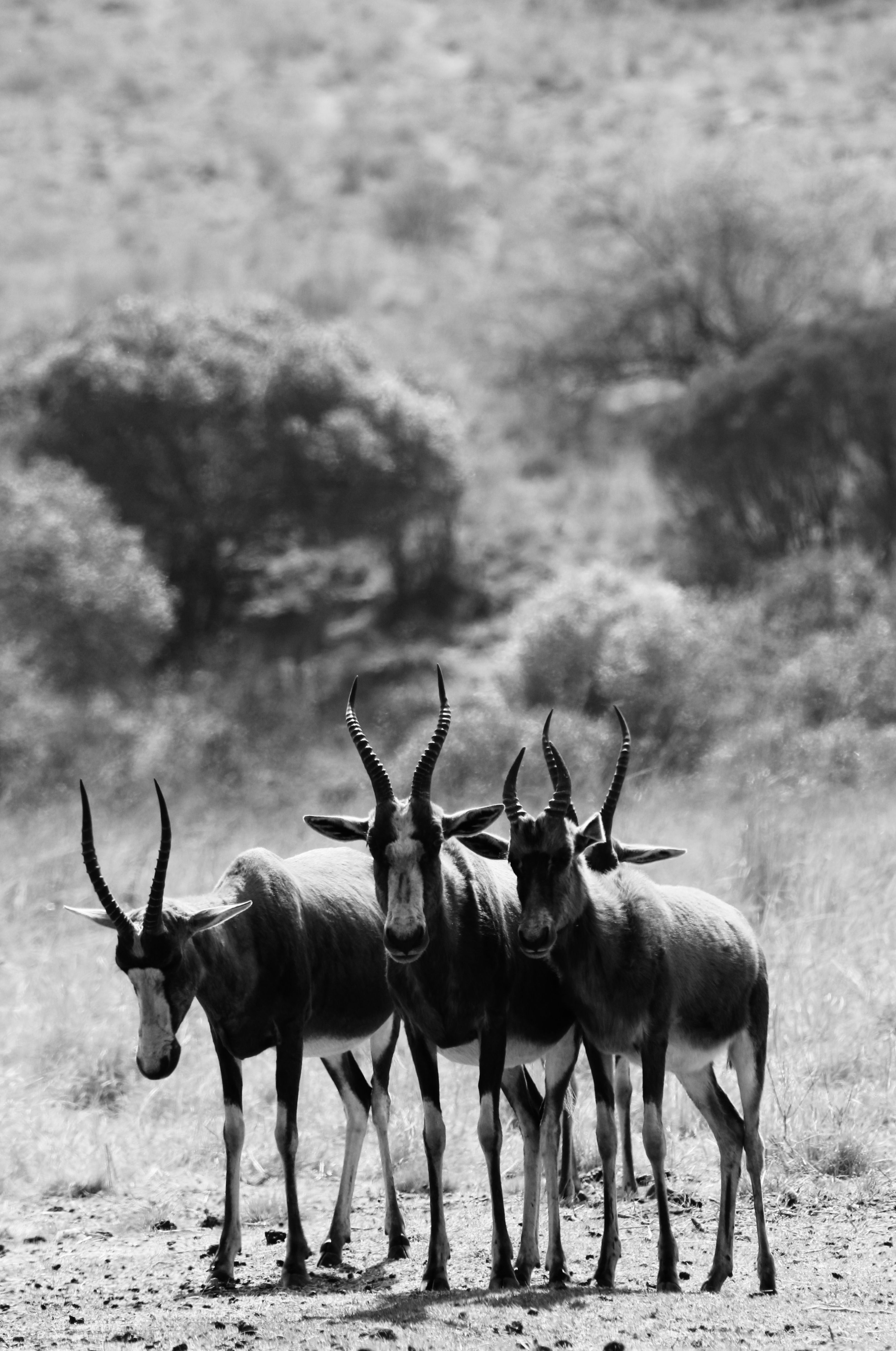 A captivating monochrome image of antelopes standing in a natural savannah setting.