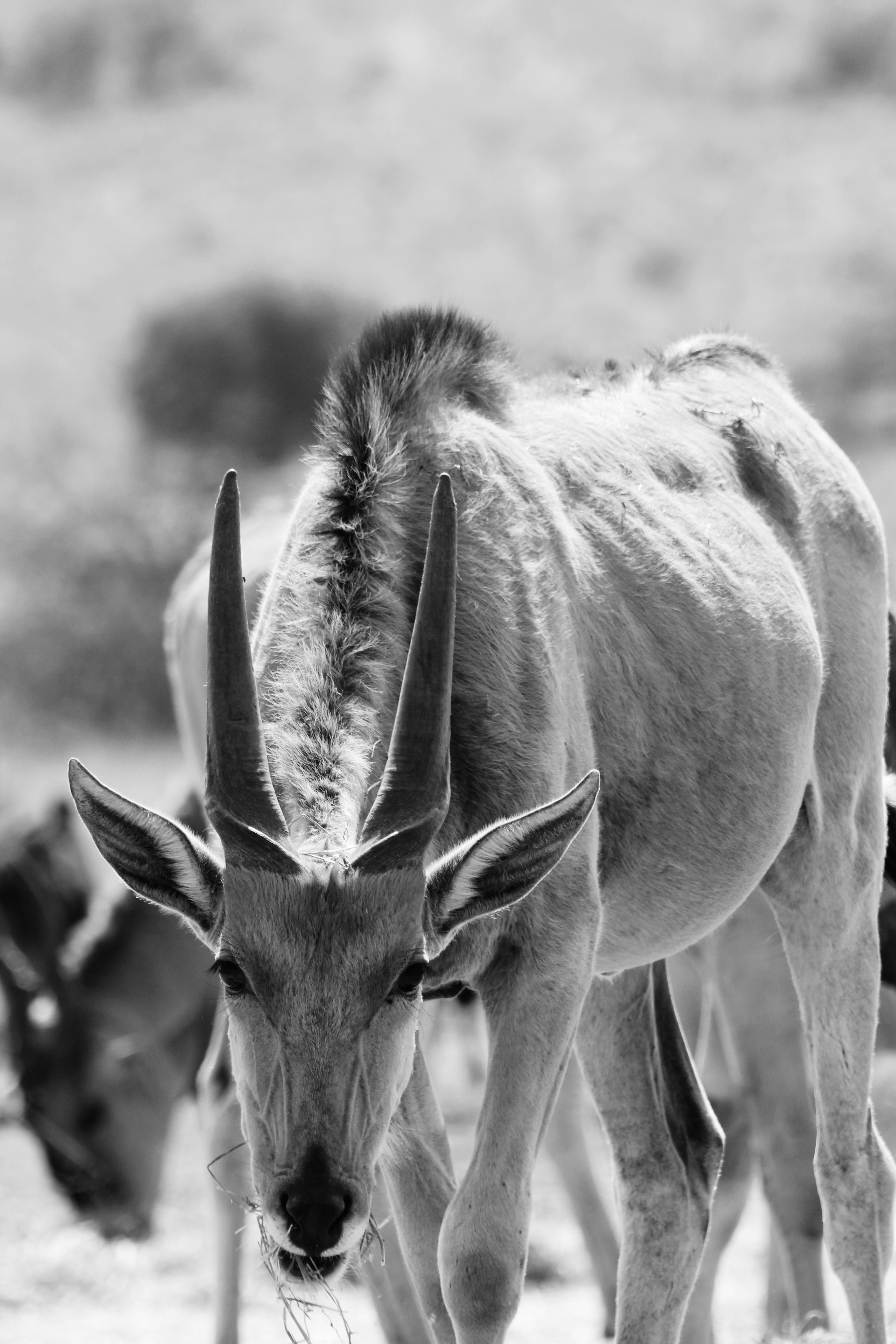 Brown Reindeer · Free Stock Photo