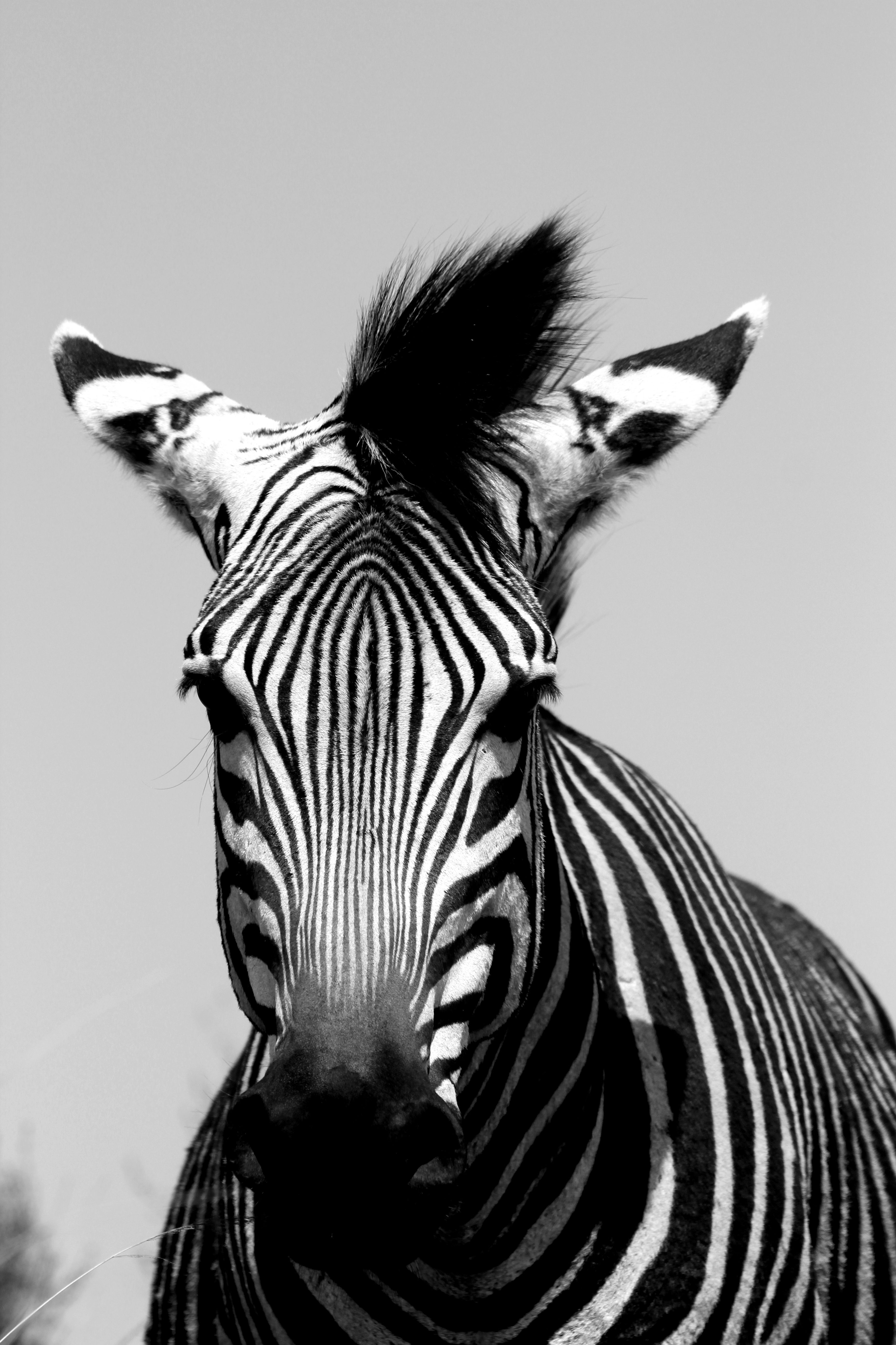 A striking black and white portrait of a zebra with distinctive stripes in an outdoor setting.