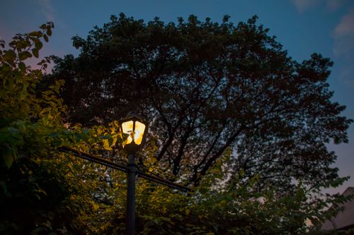 Free A street lamp illuminates at dusk, surrounded by lush greenery and silhouetted tree. Stock Photo