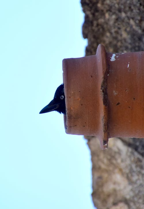 Bird Peeking From a Tube