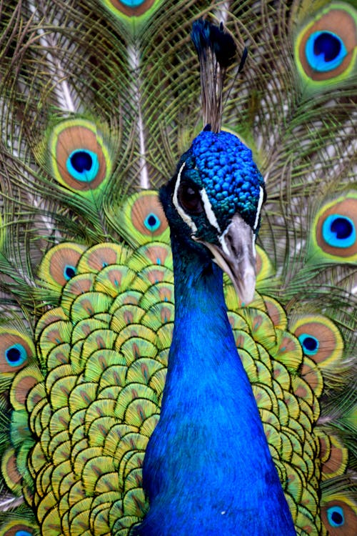Free Close-Up Photo of a Beautiful Peacock Stock Photo