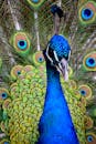Close-Up Photo of a Beautiful Peacock