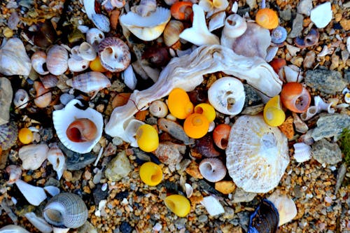 Colorful Sea Shells Laid on a Rocky Sand