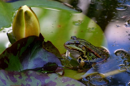Free Green Frog on the Water Stock Photo