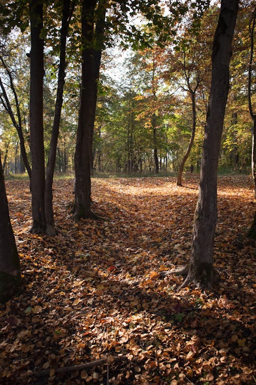 Free Бесплатное стоковое фото с autumn, autumn atmosphere, autumn colors Stock Photo