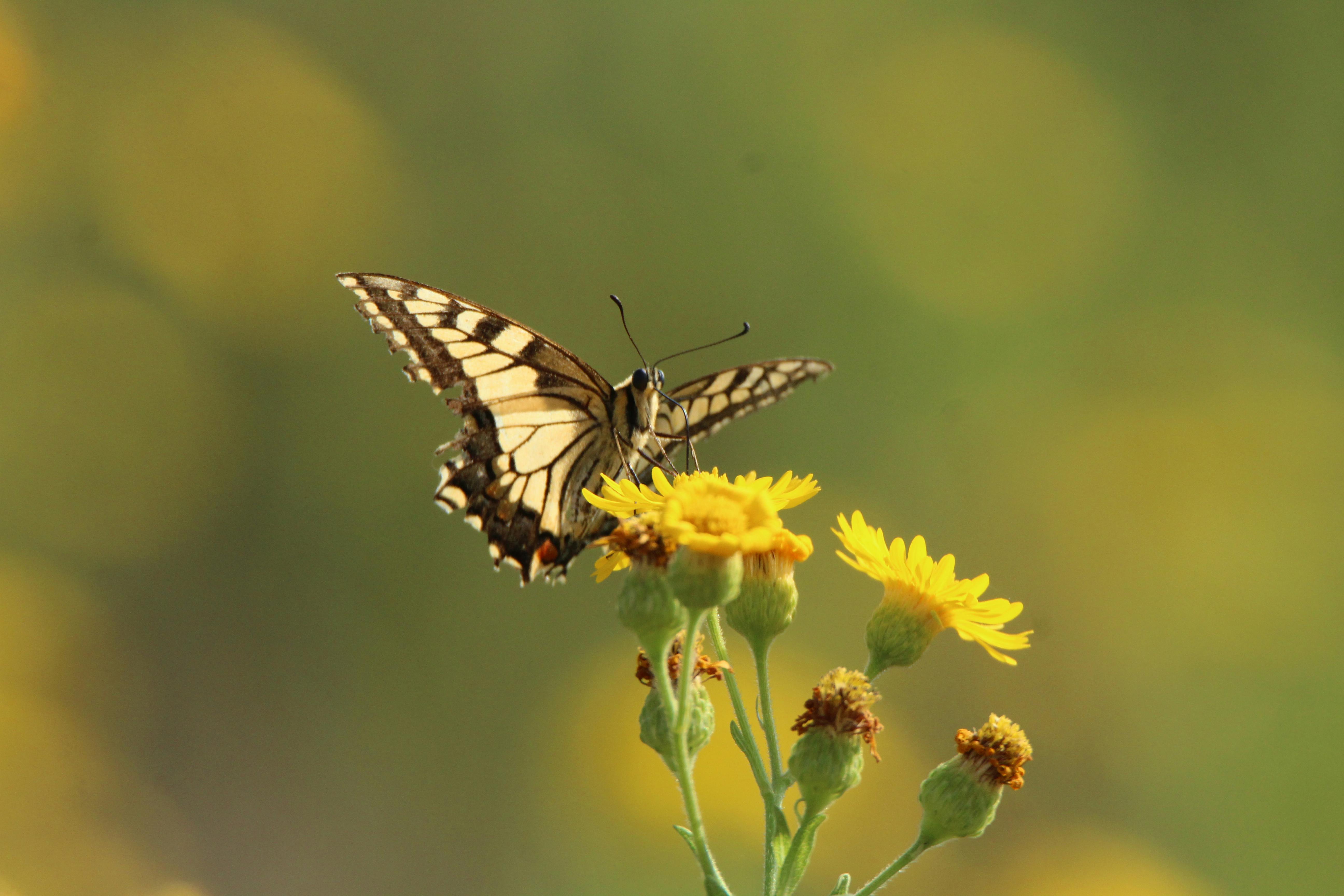 Yellow and Blue Butterfly · Free Stock Photo