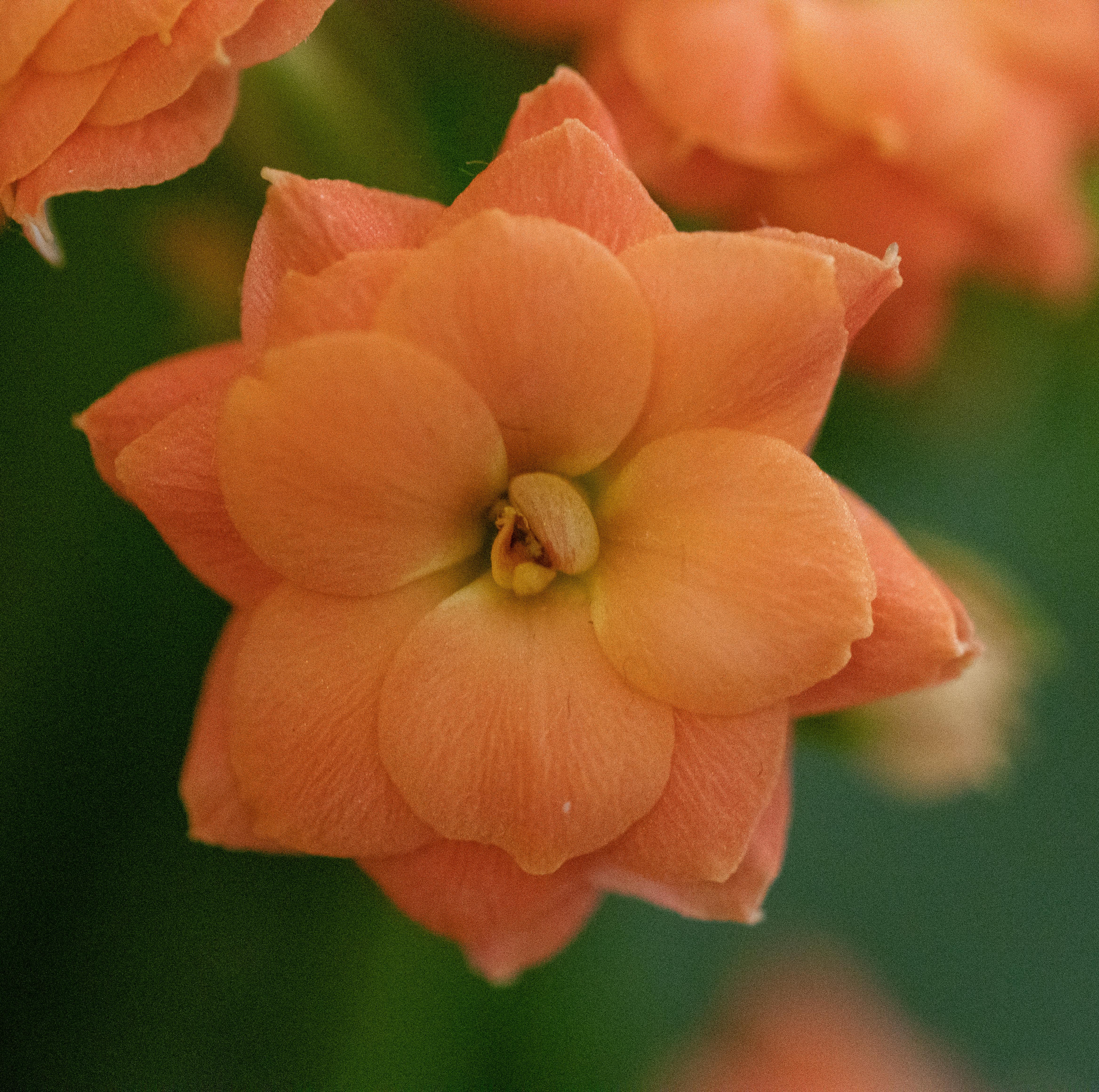 CloseUp Shot of an Orange Flower in Bloom · Free Stock Photo