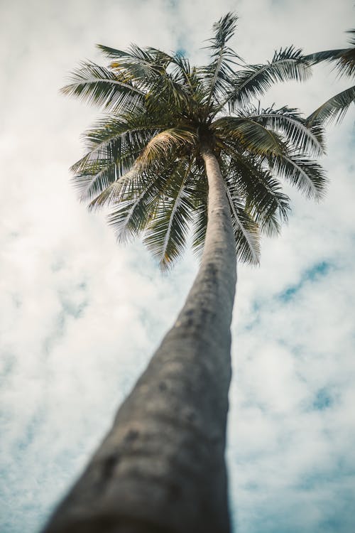 Gratis stockfoto met kokosboom, lage hoek schot, lang