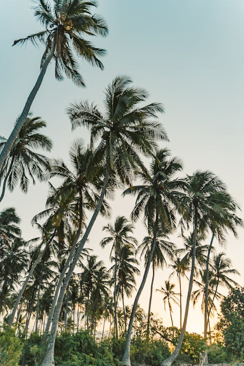 Základová fotografie zdarma na téma kokosové palmy, palmy, tropický