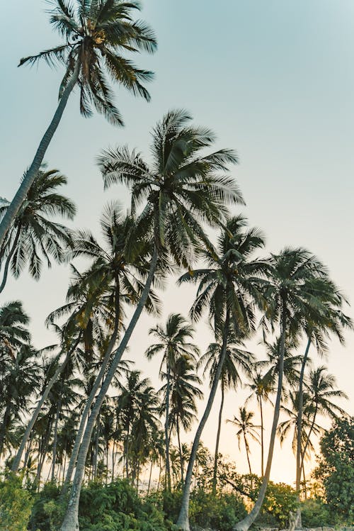 Photos gratuites de cocotiers, contre-plongée, grand