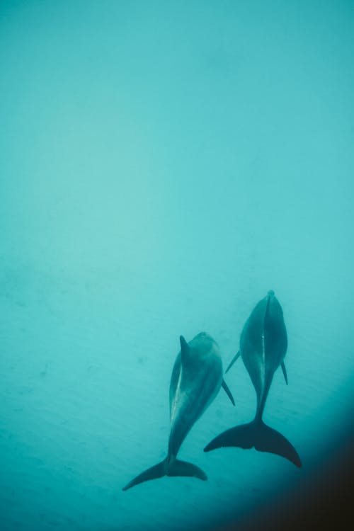 Dolphins Swimming on the Sea