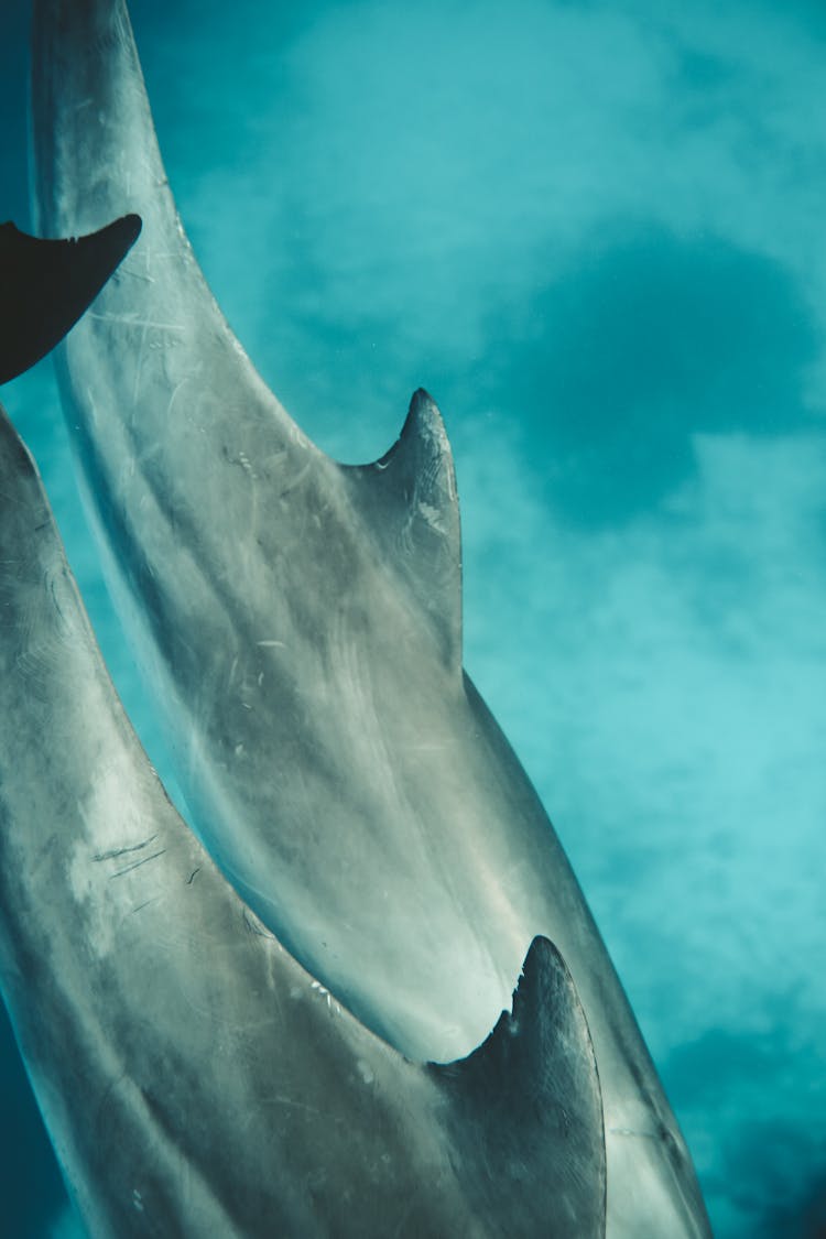 Gray Shark Under Blue Water