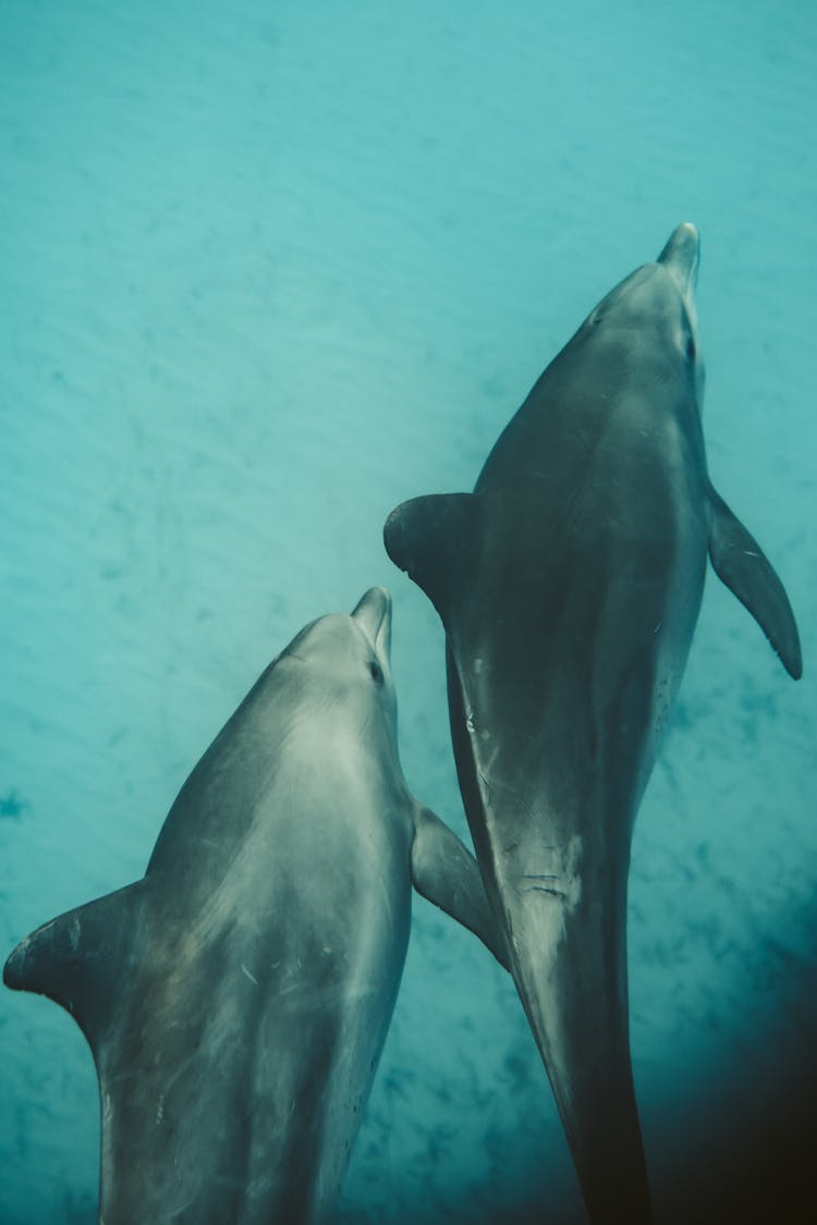 Photo Of Two Dolphins Underwater