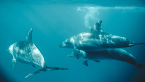 Photo of Three Dolphins Swimming Underwater