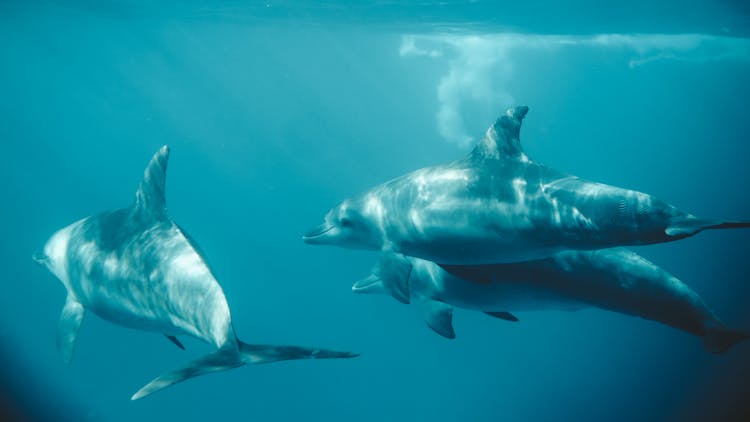 Photo Of Three Dolphins Swimming Underwater